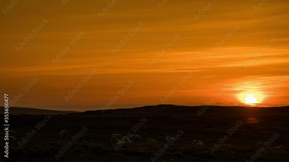 Timel apse of swaledale sheep grazing while the sunrises in the background Timel apse of swaledale sheep grazing while the sunrises in the background