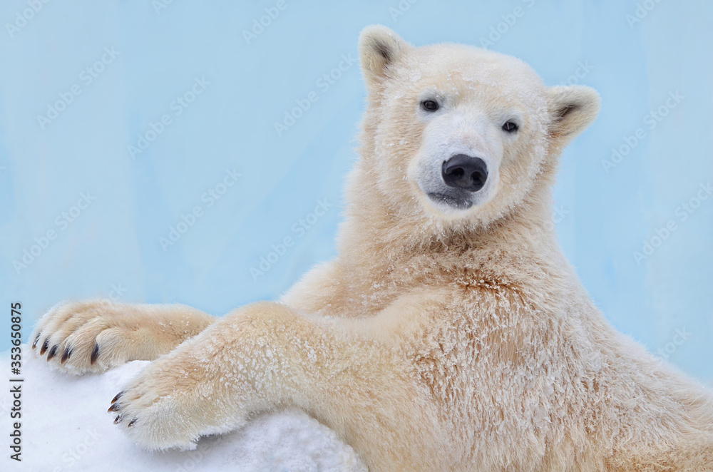 polar bear cub