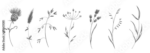 Cute twig of summer grass with flower buds set. Sketch pencil digital art flat position, top view. Print for wrapping paper, wrapping, fabrics, web, invitation, wedding, stickers.