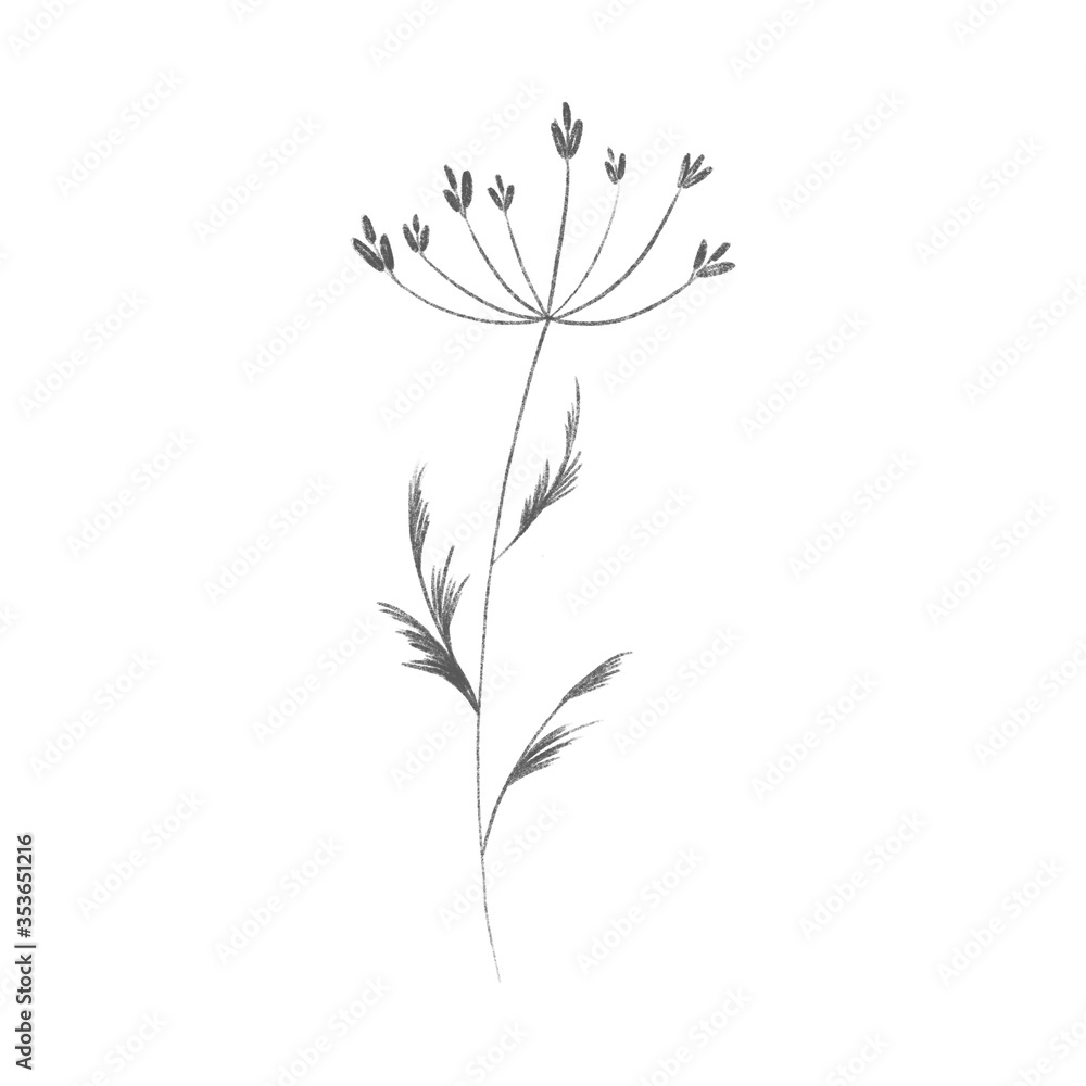 Cute twig of summer grass with flower buds. Sketch pencil digital art flat position, top view. Print for wrapping paper, wrapping, fabrics, web, invitation, wedding, stickers. Cute twig of summer grass with flower buds. Sketch pencil digital art flat position, top view. Print for wrapping paper, wrapping, fabrics, web, invitation, wedding, stickers.