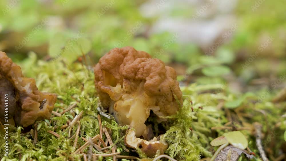 The growing Gyromitra esculenta fungus on the ground The growing Gyromitra esculenta fungus on the ground