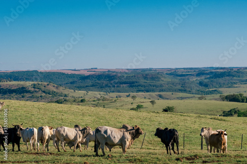 Boi Pasto, boiada, cow, ox in the pasture, ox herd © Ander