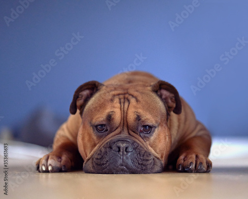 English bulldog resting