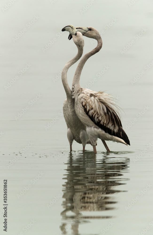 Obraz premium Greater Flamingos juveniles showing effection, Asker, Bahrain