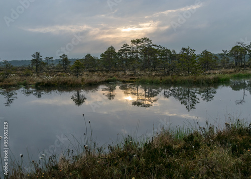 bog landscape, the land is covered with bog vegetation, moss, grass and small pines, sky and tree reflections in swamp lake