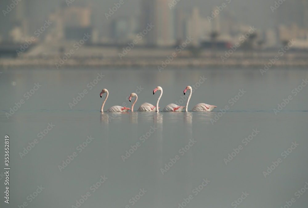 Fototapeta premium Greater Flamingos moving to low level during hgh tide