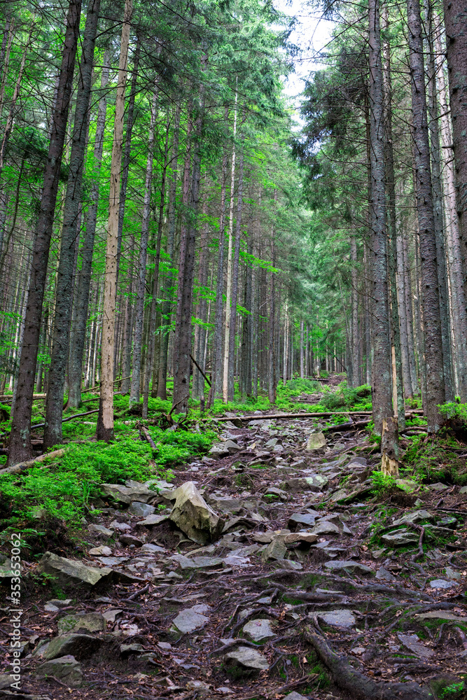 Mountain trail dotted with stones on a slope among the coniferous forest Mountain trail dotted with stones on a slope among the coniferous forest