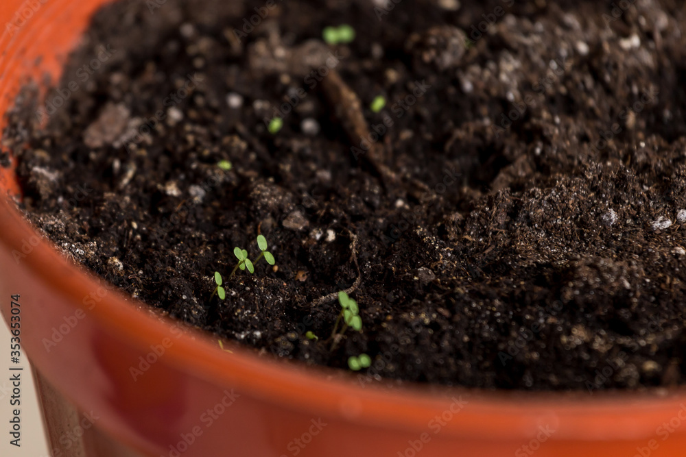 seedlings in peat pots.Baby plants seeding seedlings in peat pots.Baby plants seeding