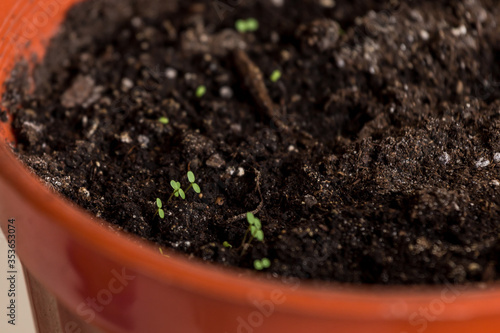 seedlings in peat pots.Baby plants seeding