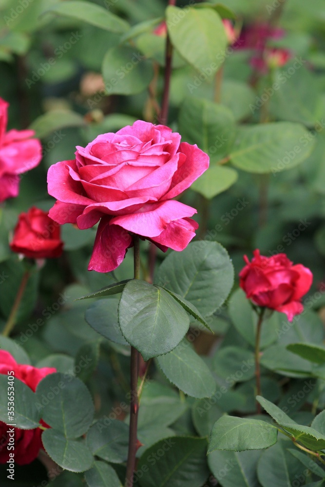 Pink roses in the garden Pink roses in the garden