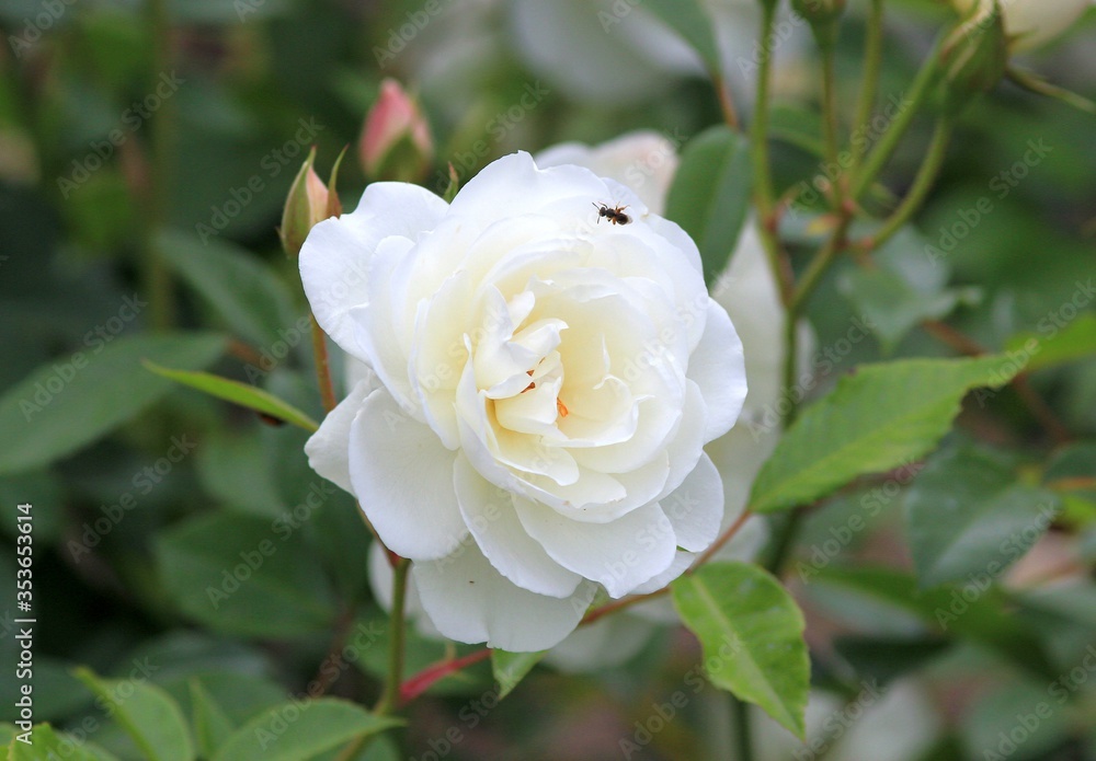 White roses in the garden White roses in the garden