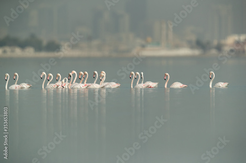 Greater Flamingos wading at Eker creek, Bahrain