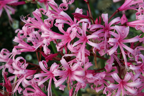 Pink nerine flowers photo