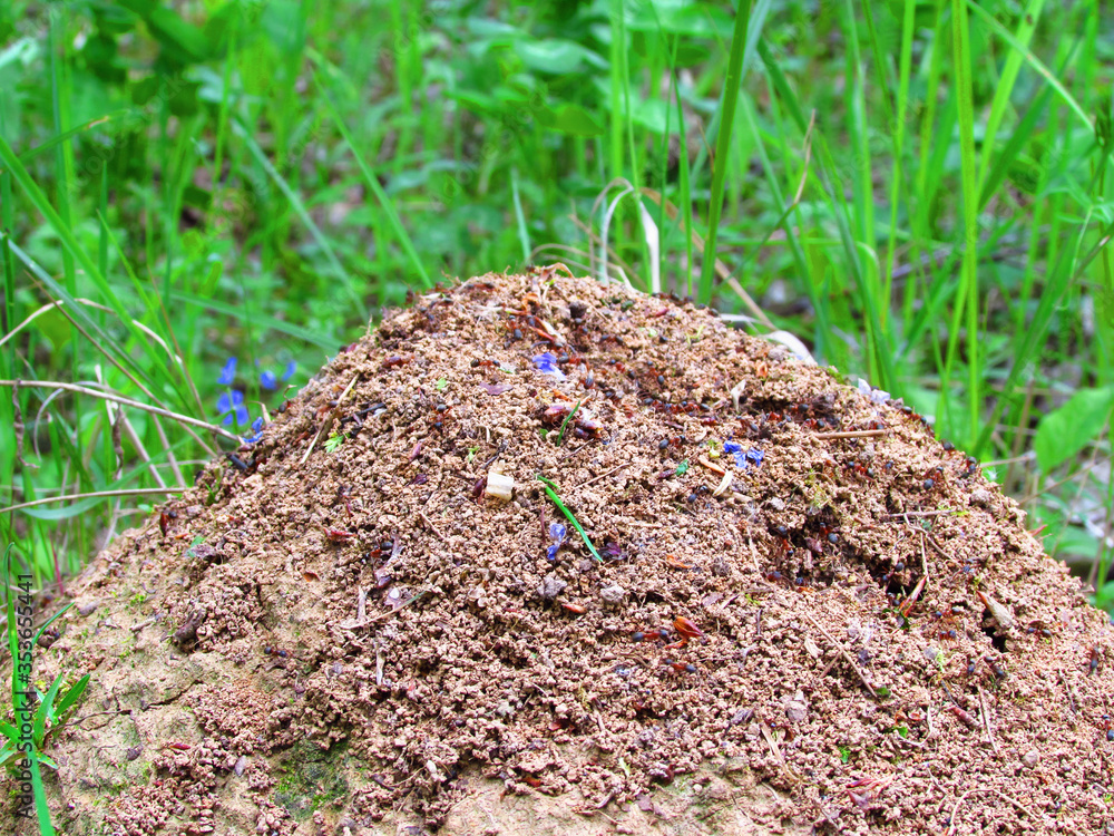 anthill closeup on nature background anthill closeup on nature background