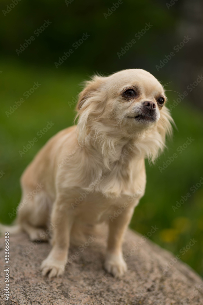 beige chihuahua dog sitting on a stone