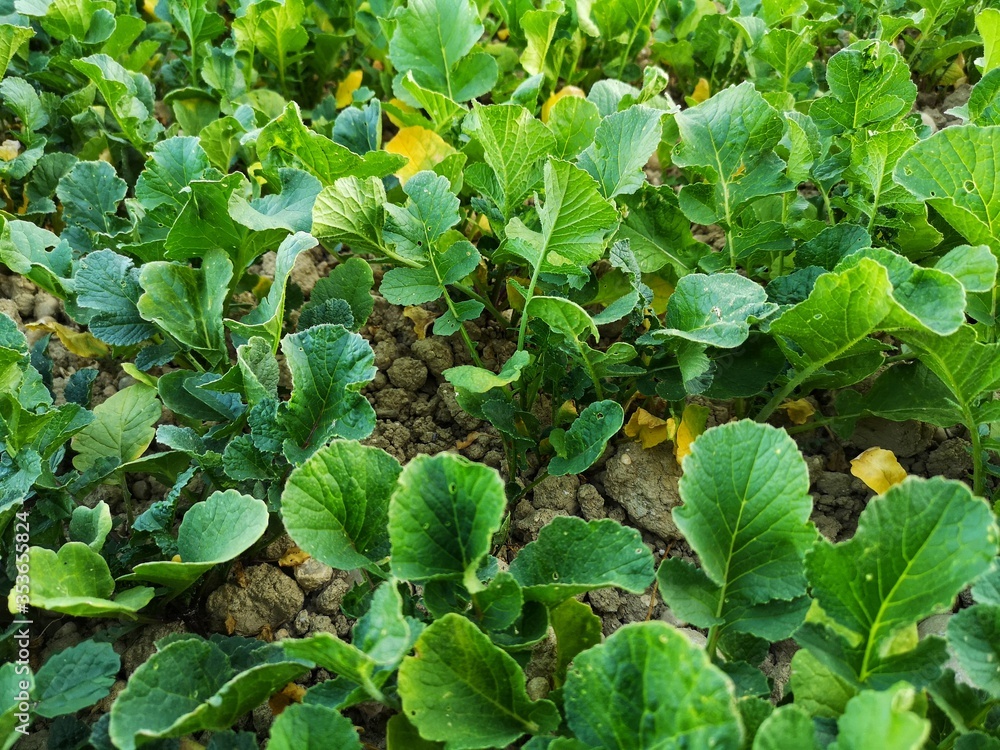 Fototapeta premium green manure cultivation in abruzzo