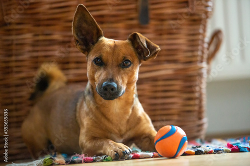 Canvas Print Little dog at home in the living room playing with his toys