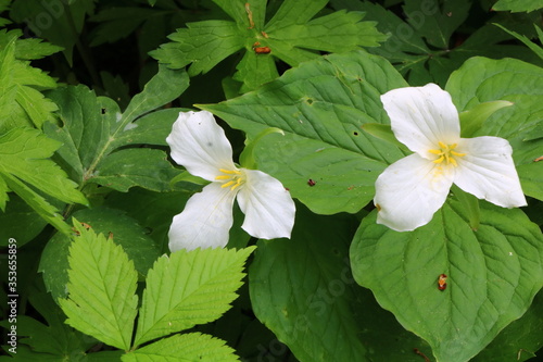 Close up of Trillium Grandiflorum during spring
 photo