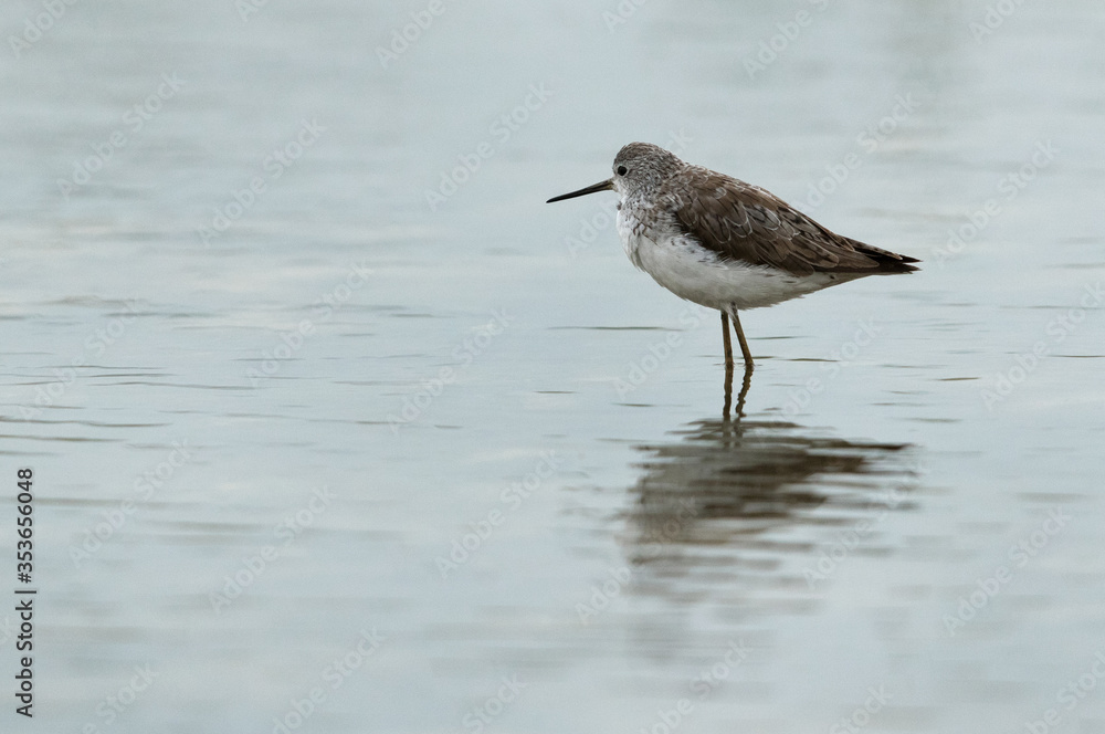 Marsh Sandpiper at Asker Marsh, Bahrain Marsh Sandpiper at Asker Marsh, Bahrain