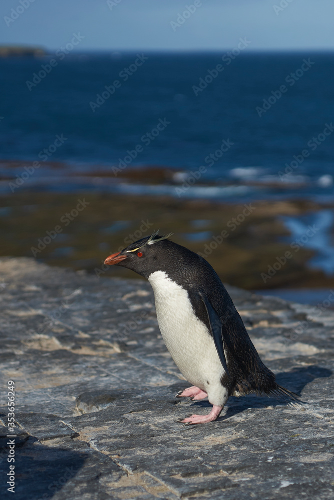 Naklejka premium Southern Rockhopper Penguins (Eudyptes chrysocome) return to their colony on the cliffs of Bleaker Island in the Falkland Islands