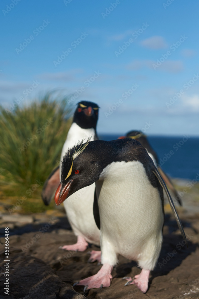 Naklejka premium Southern Rockhopper Penguins (Eudyptes chrysocome) return to their colony on the cliffs of Bleaker Island in the Falkland Islands