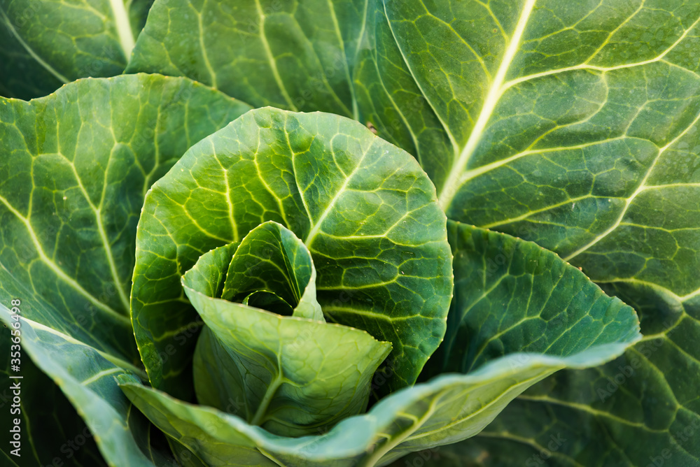 Green cabbage head closeup in nature on field. Green cabbage head closeup in nature on field.