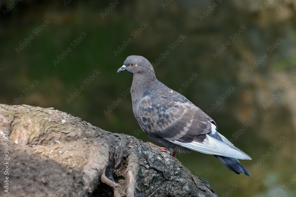 pigeon on the stone pigeon on the stone