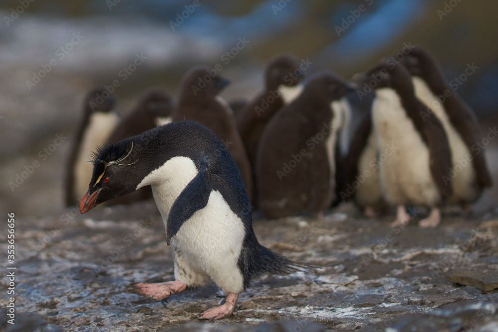 Naklejka premium Colony of Rockhopper Penguins (Eudyptes chrysocome) with chicks on the cliffs of Bleaker Island in the Falkland Islands.