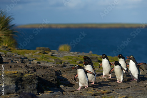 Southern Rockhopper Penguins  Eudyptes chrysocome  return to their colony on the cliffs of Bleaker Island in the Falkland Islands