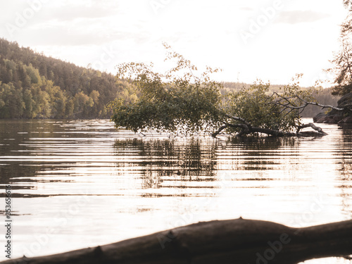tree in the lake in the morning