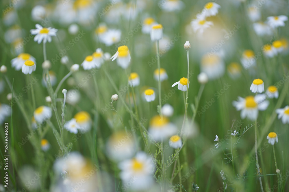 Wide field of Matricaria chamomilla (recutita), known as chamomile, camomile or scented mayweed, is known mostly for its use against gastrointestinal problems or to treat irritation of the skin. Wide field of Matricaria chamomilla (recutita), known as chamomile, camomile or scented mayweed, is known mostly for its use against gastrointestinal problems or to treat irritation of the skin.