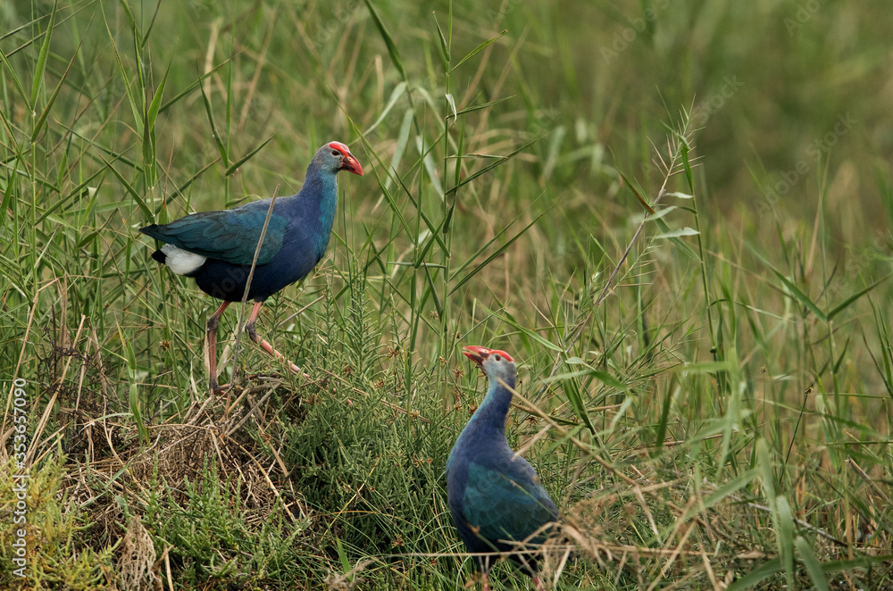 Swamphens in the grasses of Asker marsh, Bahrain Swamphens in the grasses of Asker marsh, Bahrain