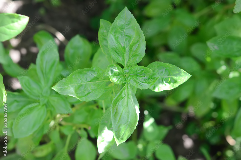 close up of basil leaves close up of basil leaves