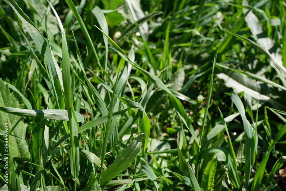 Weeds. Green grass grows on the lawn . Suitable for background. Blooming summer. Flowers. Plants Weeds. Green grass grows on the lawn . Suitable for background. Blooming summer. Flowers. Plants