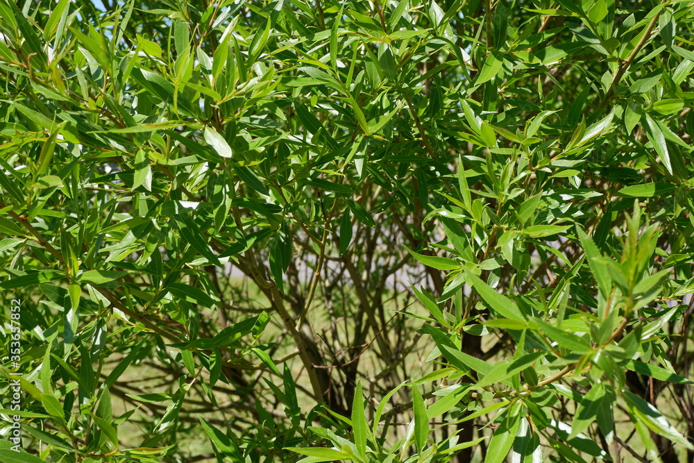 Naklejka premium The green background of the shrubs and trees. Plants. Flowering. Suitable for background.