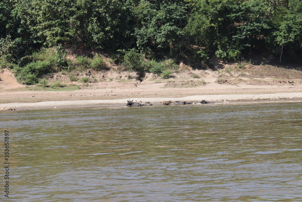 Buffles se baignant dans le Mékong, Laos Buffles se baignant dans le Mékong, Laos
