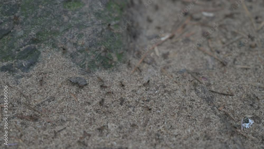 Ants crawl on the ground in the forest. Selective focu Ants crawl on the ground in the forest. Selective focu