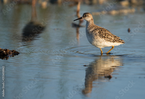 Ruff wading in Asker marsh, Bahrain