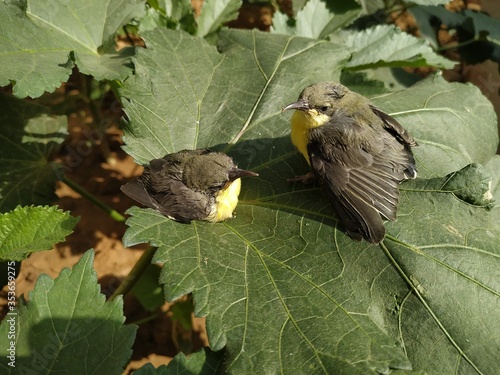 Photography Yellow-rumped bird in hand stock photos