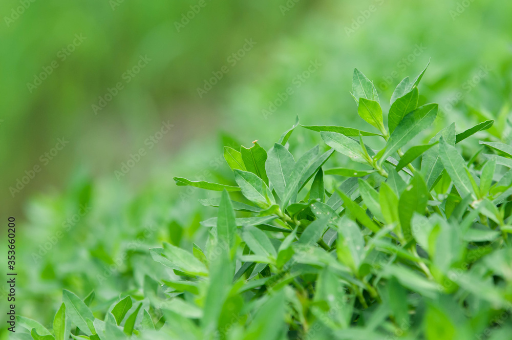 green grass background green grass background
