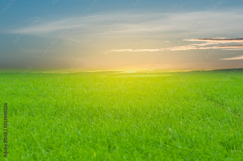 sunset over green field