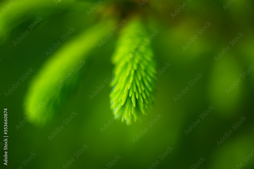 Natural background where focus is soft. Macro shot. Coniferous buds. Natural background where focus is soft. Macro shot. Coniferous buds.