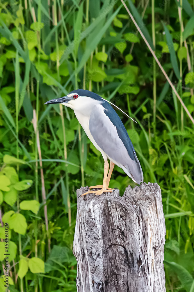 Naklejka premium Black-crowned night heron, nycticorax nycticorax, black-capped night heron