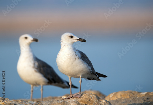 A pair of Heuglins gulls at Busaiteen coast, Bahrain