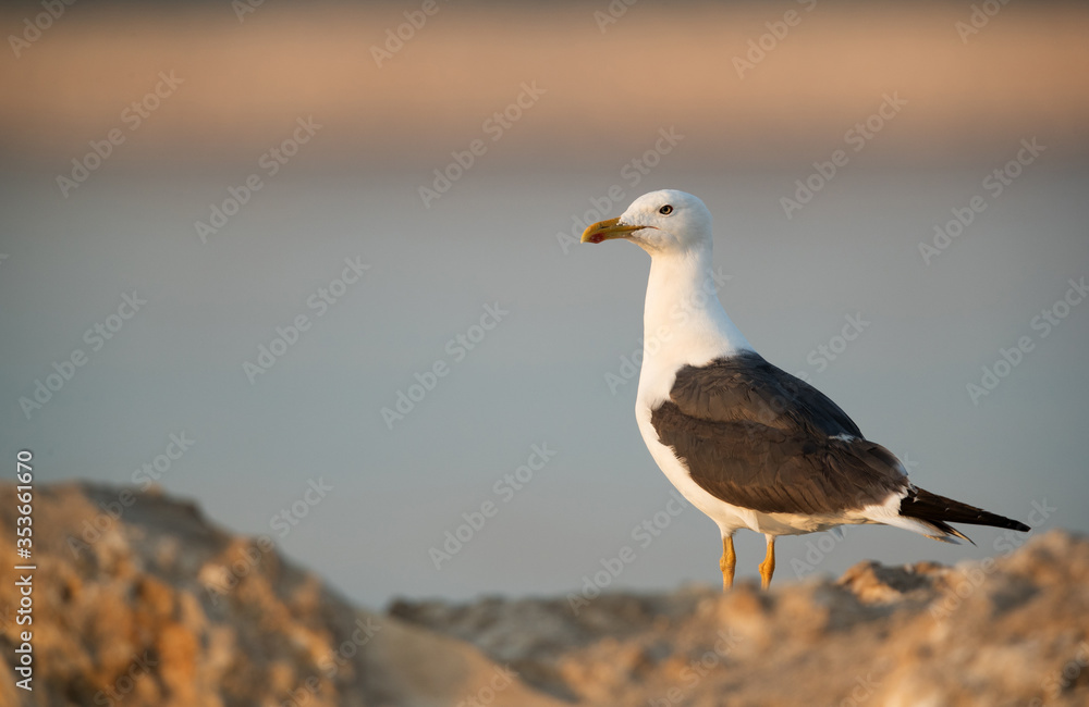 Heuglins gull in the morning at Busaiteen coast, Bahrain Heuglins gull in the morning at Busaiteen coast, Bahrain