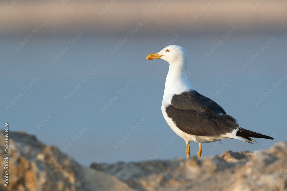 Heuglins gull on limestone rock at Busaiteen coast , Bahrain Heuglins gull on limestone rock at Busaiteen coast , Bahrain