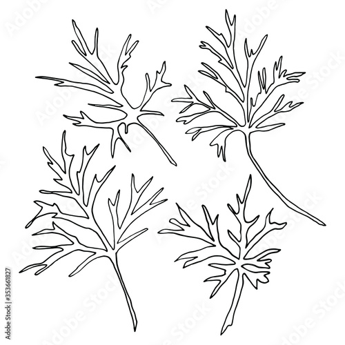 Vector. Aconitum flowers. Contours of flowers. Vector decor for wedding invitation.
