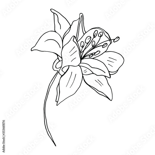 Vector. Aconitum flowers. Contours of flowers. Vector decor for wedding invitation.