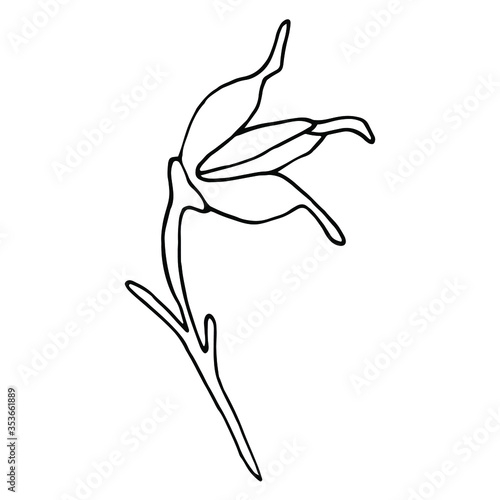 Vector. Aconitum flowers. Contours of flowers. Vector decor for wedding invitation.