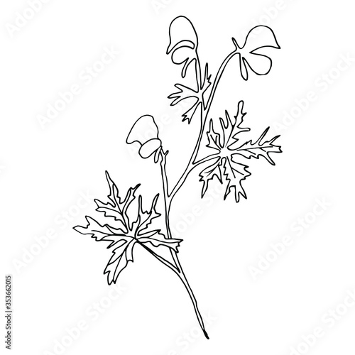 Vector. Aconitum flowers. Contours of flowers. Vector decor for wedding invitation.